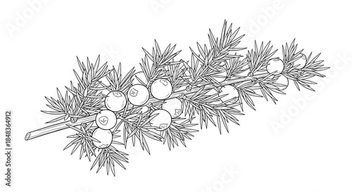 A detailed botanical illustration of a juniper branch with berries and needles in a black and white vintage engraving style.