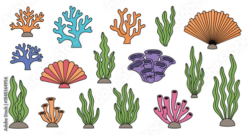 A colorful collection of various seaweeds, corals, and shells, illustrating the diversity of underwater marine plant life.