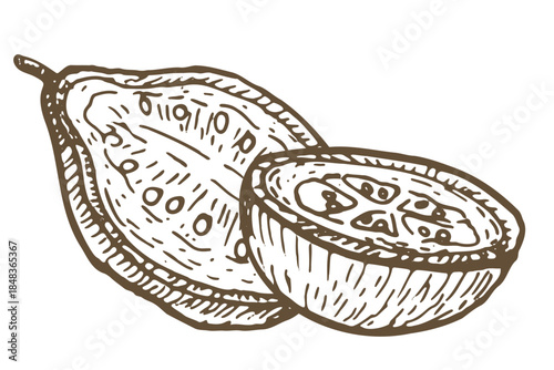 Hand drawn guava fruit slice, half vector illustration isolated. Vintage sketch in linear engraving style. Tropical fruit guava.
