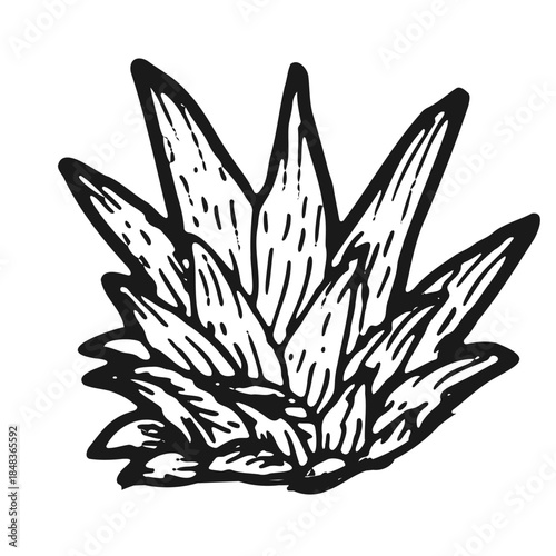 Pineapple leaf illustration. Tropical plant element isolated, vintage botanical sketch, natural green ananas leaf art for labels, posters and summer design.