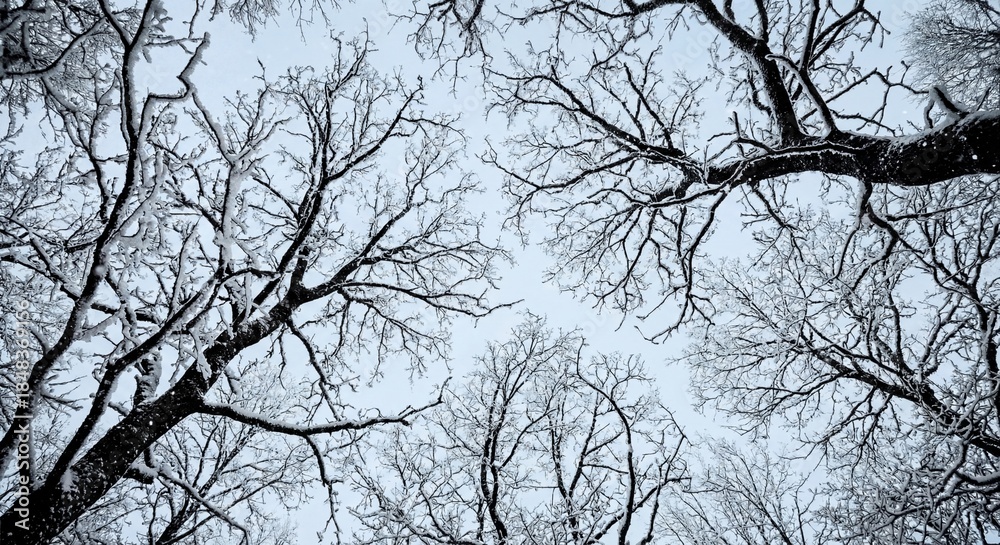 Obraz premium Looking Up at Snow Covered Tree Branches Against Blue Sky