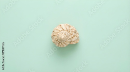 Minimal Seashell on Pastel Mint Background, Flat Lay Nature Concept