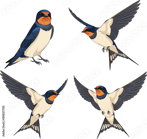 Barn Swallow Bird in Flight and Perching Pose, Detailed Vector Illustration of Migratory Species with Forked Tail on White Background