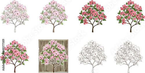 Beautiful blooming pink dogwood trees vector illustration set with floral spring flowers, green leaves, and decorative nature design illustration cartoon