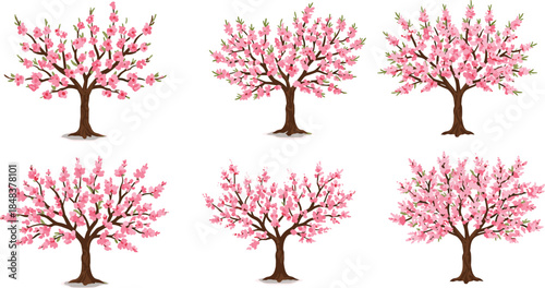 Beautiful cherry blossom tree illustration with delicate pink flowers and lush branches, perfect for botanical, decorative, seasonal, and spring-themed designs.