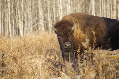 Plains Bison at Elk Island National Park