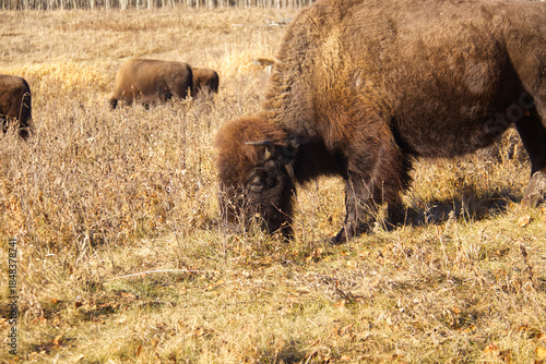 Plains Bison at Elk Island National Park
