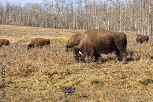 Plains Bison at Elk Island National Park