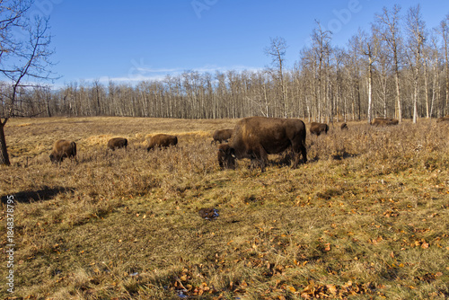 Plains Bison at Elk Island National Park