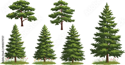 Beautiful green pine and fir tree forest illustration with natural foliage, landscape design, and seasonal outdoor scenery for decorative artwork