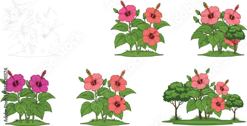 Beautiful hibiscus flower plants with green leaves and garden bushes vector illustration set, tropical nature floral design for decoration
