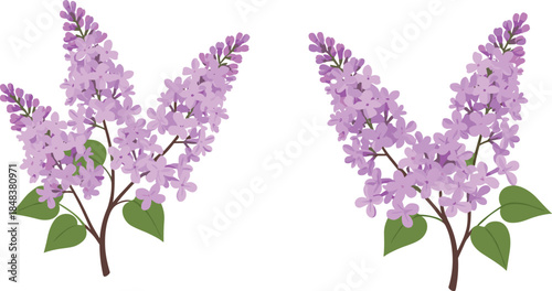 Beautiful Lilac Flower Branch Illustration, Elegant Botanical Vector Art, Spring Floral Design for Nature Decor, Garden Artwork, Digital Print