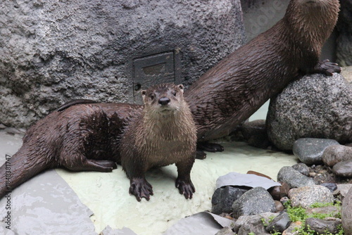 A North American River Otter (Lontra canadensis) at a local zoo