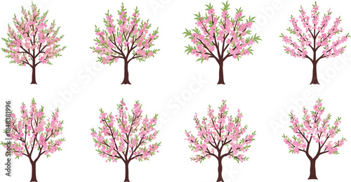 Beautiful pink cherry blossom trees vector illustration set with spring flowers, seasonal garden design, floral nature background, and blooming cartoon artwork