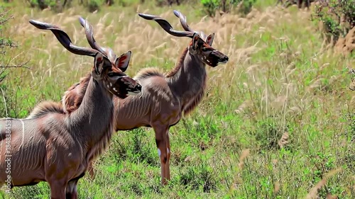 Two kudu antelopes running through tall grass in African wilderness. Wildlife scene.