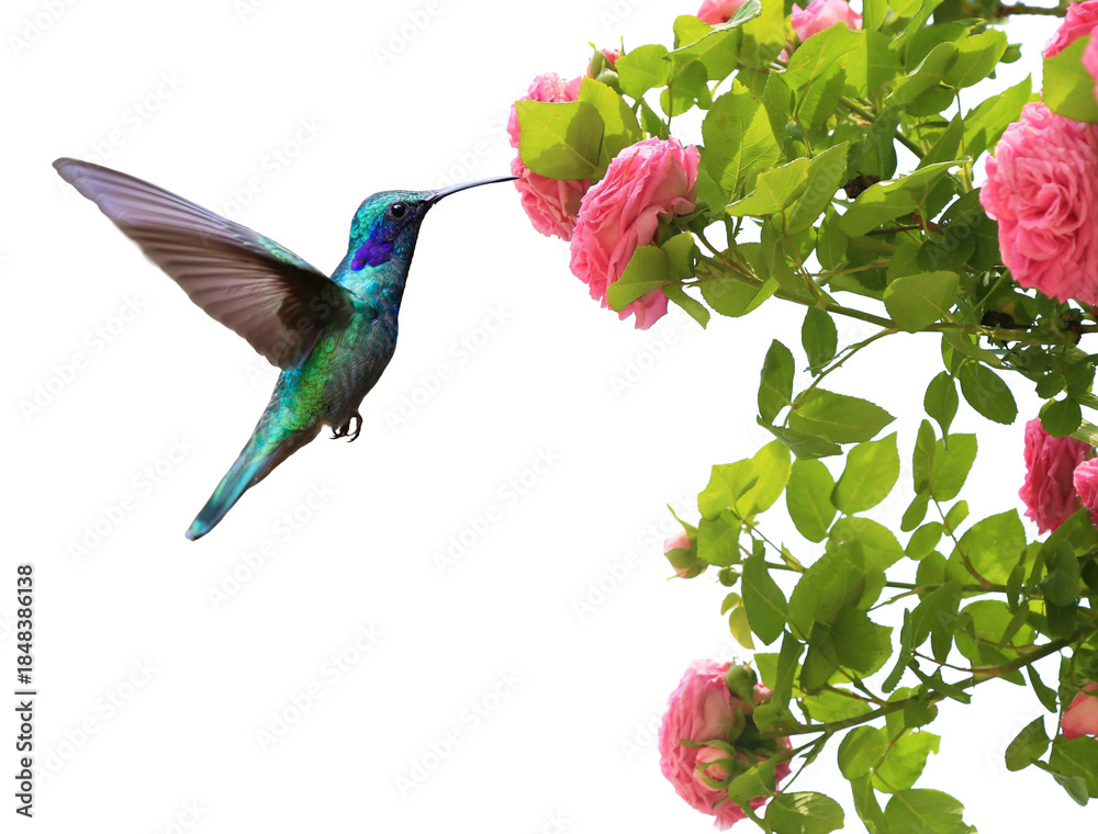 Naklejka premium Bird in flight with pink rose flowers, isolated on transparent background