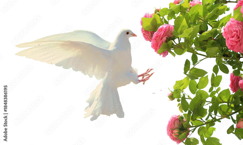 Naklejka premium Bird in flight with pink rose flowers, isolated on transparent background