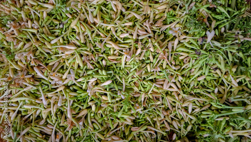 Fresh Papaya Flower Buds Background Top View