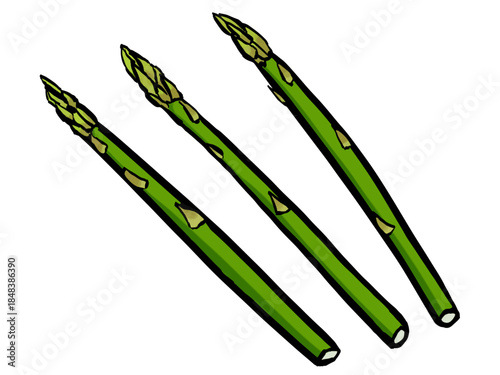 アスパラガスのイラスト （筆タッチ・春野菜） シンプル / Hand-drawn Asparagus Illustration with Pencil-like Brush Texture