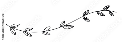 Minimalist hand drawn vine with leaves, a simple botanical sketch used as a decorative border or divider for wedding invitations and elegant stationery.