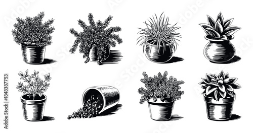 Set of monochrome indoor plants in pots with a classic engraved look for home decor concepts, featuring succulents, foliage, and a spilled pot of soil.