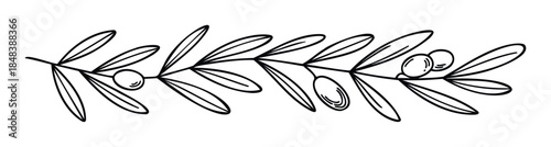 Elegant line drawing of an olive branch with fruit, a simple botanical graphic for mediterranean cuisine themes, natural cosmetics, and organic product branding.