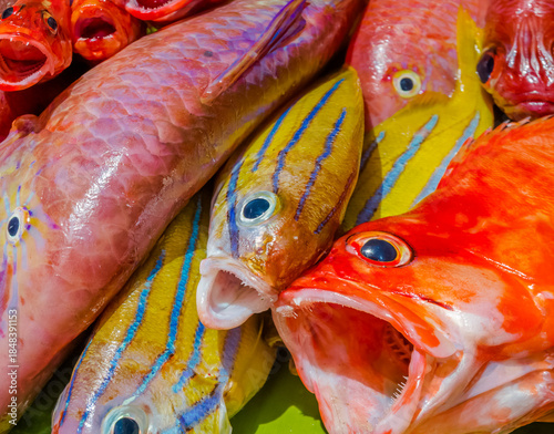 Canvas Print Poissons tropicaux sur étal de poissonnerie