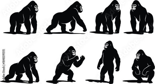 Realistic gorilla silhouettes collection, detailed wild ape poses, powerful animal character set, isolated black vector illustration design, for wildlife branding