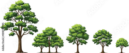 Green deciduous trees of different sizes illustration isolated on white background for landscape design, garden planning, and nature concepts