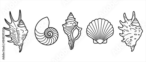 Diverse collection of five distinct seashell illustrations each depicted as a simple black line drawing on a white background shells marine ocean beach nature outline graphic
