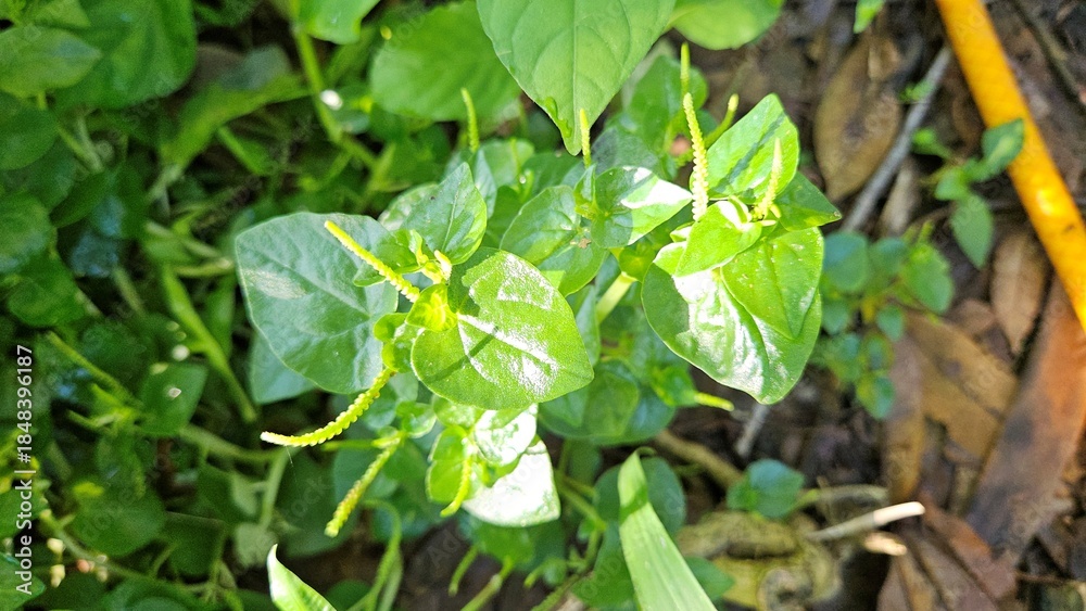 Obraz premium Close-up view of fresh Peperomia pellucida plants, commonly known as shiny bush or pepper elder, growing naturally in Vietnam.