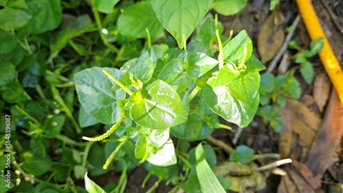Wallpaper Mural Close-up view of fresh Peperomia pellucida plants, commonly known as shiny bush or pepper elder, growing naturally in Vietnam. Torontodigital.ca