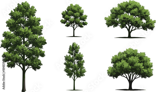 Green deciduous trees of various shapes illustration, isolated on white background, for landscape design, garden planning, and nature concepts