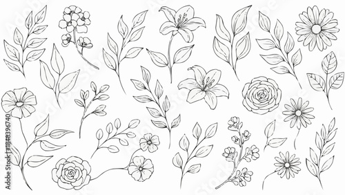 Collection of Hand Drawn Botanical Illustrations of Flowers and Leaves.