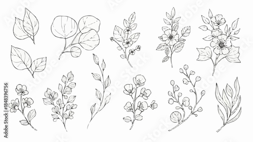 Collection of Hand Drawn Botanical Illustrations Delicate Floral and Leafy Sprigs.