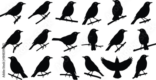 Bird silhouettes collection, perched flying songbird shapes set, black wildlife nature illustration, minimalist avian vector icons for decorative design projects