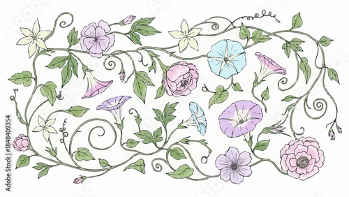 Vintage Botanical Illustration of Morning Glory Flowers and Vines.