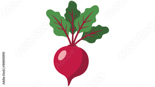 Vector Illustration of a Single Beetroot with Green Leaves