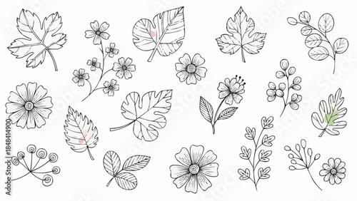 Collection of Hand Drawn Botanical Elements and Flowers.