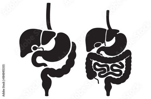 Digestive System Silhouette Icon – Human Anatomy & Medical Vector