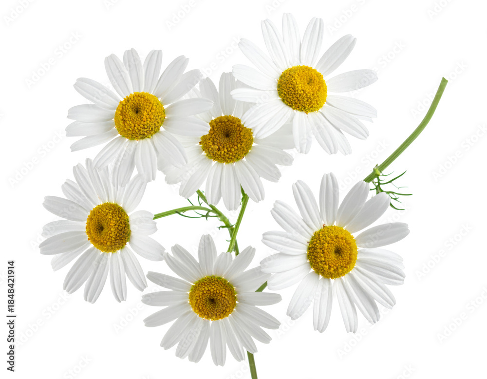 Obraz premium Close up of several white and yellow daisy flowers on a white background. transparent background png