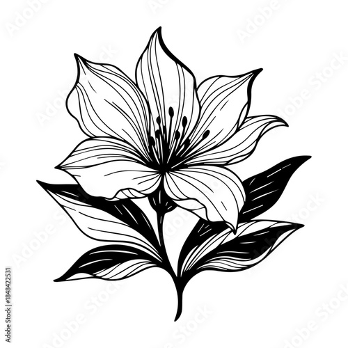 Line art illustration of a beautiful blooming lily flower with leaves