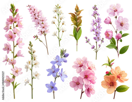 Vibrant collection of diverse blooming flowers and botanical elements. transparent background png