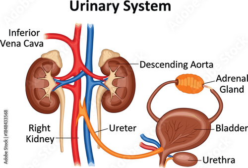 Set of Modern Digital Technology Gadgets Including Virtual Reality Headset, Wireless Earbuds with Case, and Portable Bluetooth Speaker, Isolated on White Background.