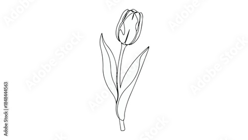 Simple continuous line drawing of a tulip flower isolated vector graphic element