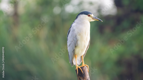 Black-crowned Night-Heron (Nycticorax) perched on a dry log in the Xochimilco lagoons