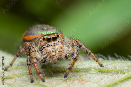 Golden green jumping spider (Paraphidippus aurantius) on a green leaf