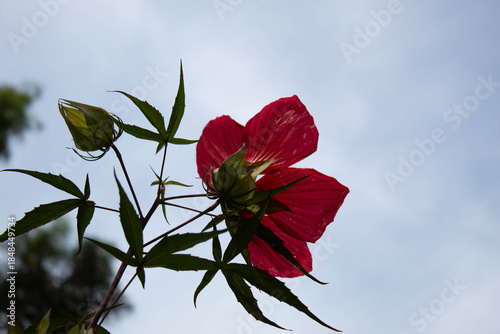 beautiful red flower against blue sky