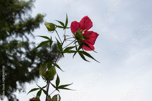 skyward red hibiscus flower