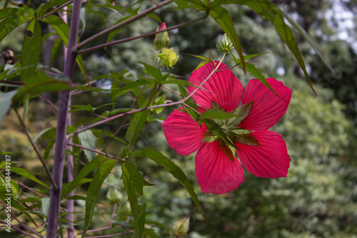 red hibiscus flower in the field